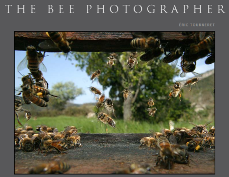 The Bee photographer